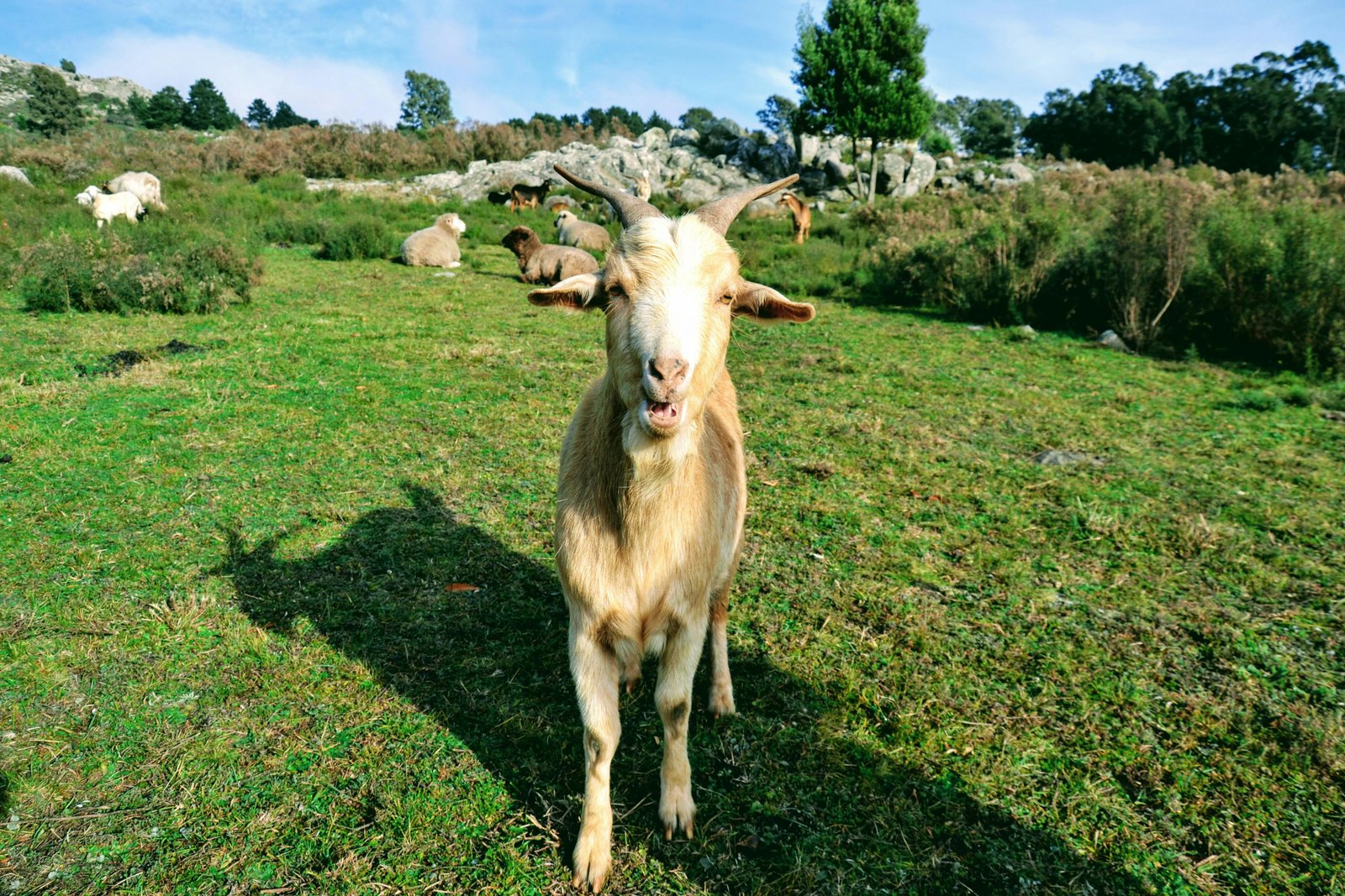 Healthy Goat Breeding